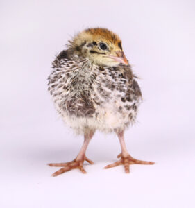Keeping Quails: Newly Hatched Baby Quails Image